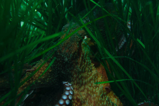 Дайвінг і підводні зйомки, восьминіг під водою в природному середовищі проживання
. - Фото, зображення