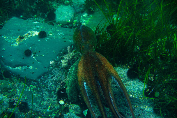 Immersioni e fotografia subacquea, polpo sott'acqua nel suo habitat naturale
. - Foto, immagini