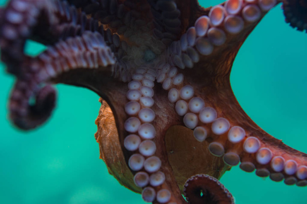 Дайвинг и подводная фотография, осьминог под водой в естественной среде обитания
. - Фото, изображение