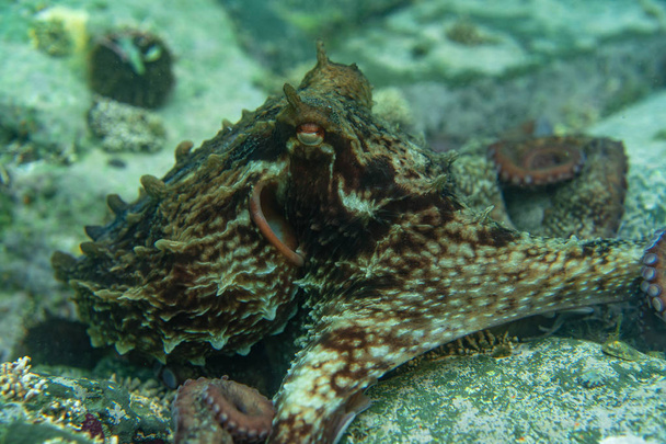 Plongée et photographie sous-marine, pieuvre sous-marine dans son habitat naturel
. - Photo, image