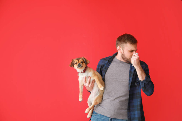Man suffering from pet allergy on color background - Photo, Image