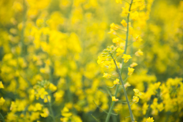 blooming canola in the field - Фото, изображение