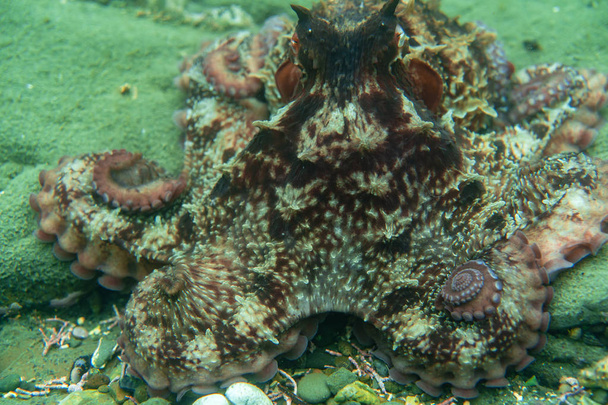 Дайвинг и подводная фотография, осьминог под водой в естественной среде обитания
. - Фото, изображение
