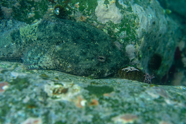 Дайвінг і підводні зйомки, восьминіг під водою в природному середовищі проживання
. - Фото, зображення