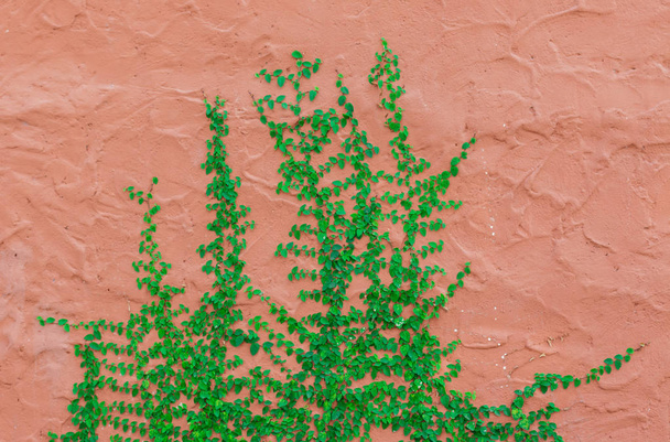 Green Creeper Planta crescendo na parede de cimento vermelho
 - Foto, Imagem
