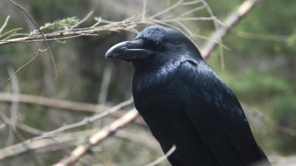 Corvo preto sentado na árvore. Pássaro selvagem na natureza. Grande território de observação de corvos
 - Filmagem, Vídeo