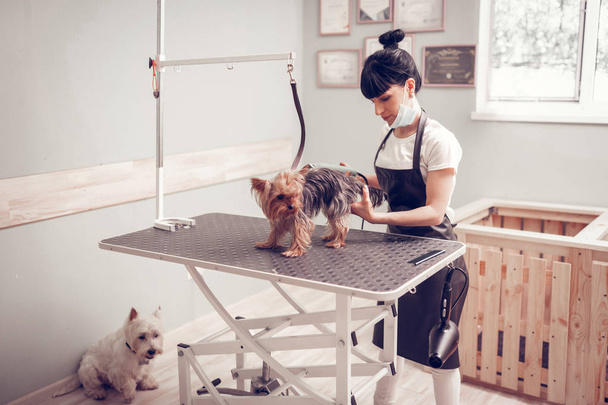 Woman wearing uniform shaving dog in grooming salon - 写真・画像