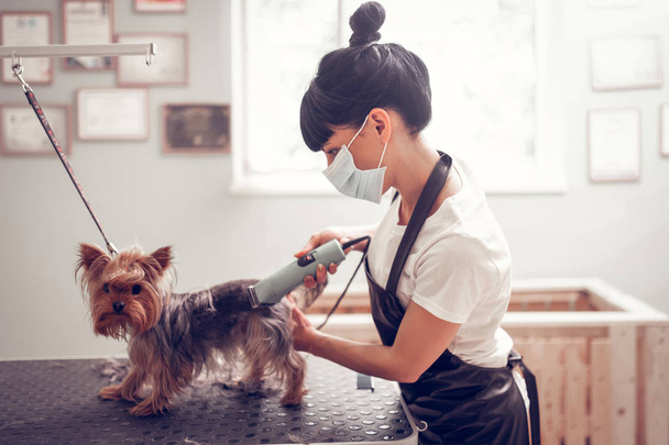Dark-haired woman using electric shaver while grooming dog - Foto, Imagem