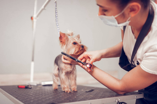 Woman wearing mask and apron cutting hair for cute dog - Foto, Imagem