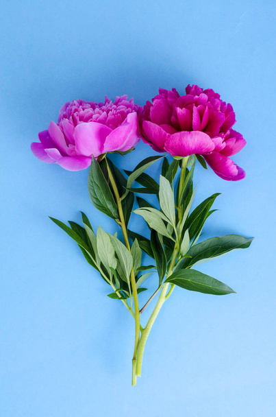 Delightful pink peony on bright color background.  - Фото, изображение