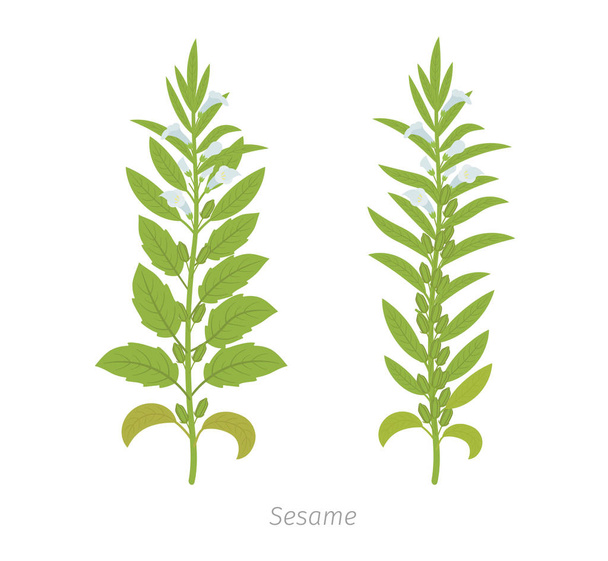 Sesame plant. Also called benne. Sesamum indicum. - Vector, Imagen