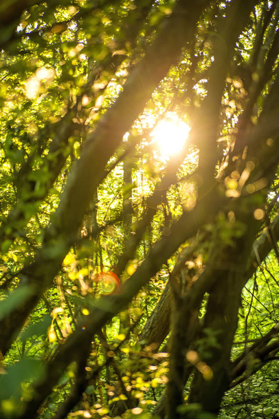arka ışık, ışık ve gölge orman - Fotoğraf, Görsel