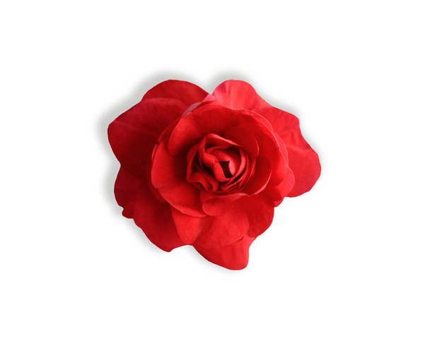 Beyaz bir arka plan üzerinde izole güzel çiçek açan Impatiens kırmızı çiçek - Fotoğraf, Görsel