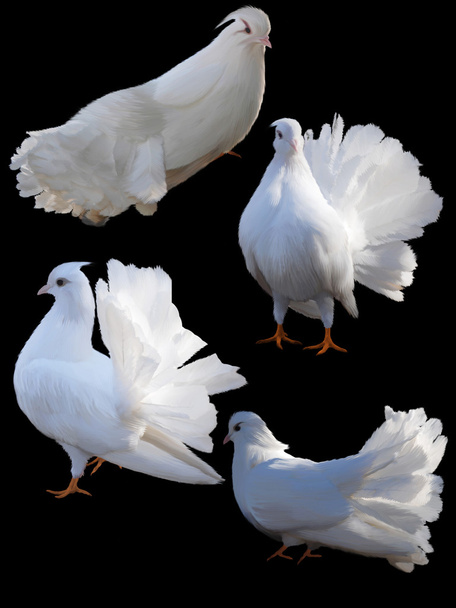 Ensemble de quatre colombes
. - Photo, image