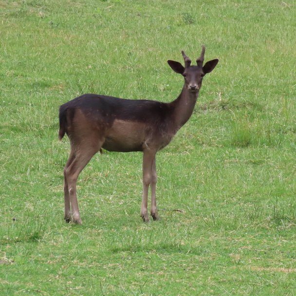 鹿、北部胚芽のクリアリングで野外で鹿を休む - 写真・画像