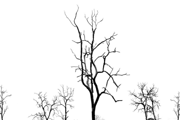 Dode boom zonder bladeren op wit - Foto, afbeelding