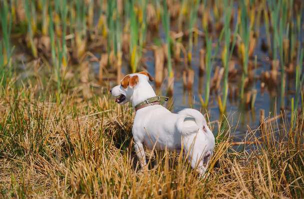 Small dog walking in a meadow with water puddles in a summer. - Foto, Imagen
