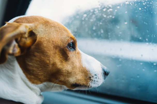 Jack russell is locked in the car alone. Dog sitting in a car and looking through the window of car - Zdjęcie, obraz
