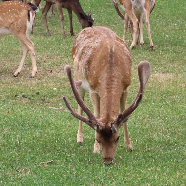 jelenie, Daniele na otwartym powietrzu na Polanie w północnych zarodków - Zdjęcie, obraz