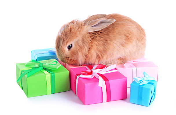 Fluffy foxy rabbit with gifts isolated on white - 写真・画像