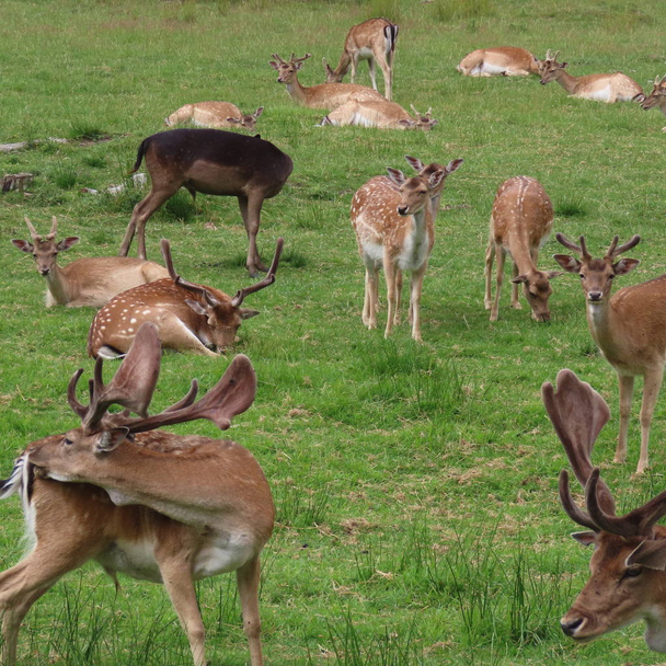 鹿、北部胚芽のクリアリングで野外で鹿を休む - 写真・画像