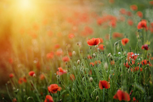 Flores de amapola campo naturaleza primavera fondo. Símbolo de memoria de amapolas florecientes. Armisticio o recuerdo fondo día - Foto, imagen