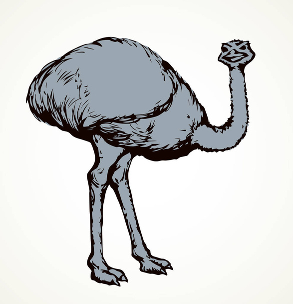 Vai avestruz. Ícone de desenho vetorial
 - Vetor, Imagem