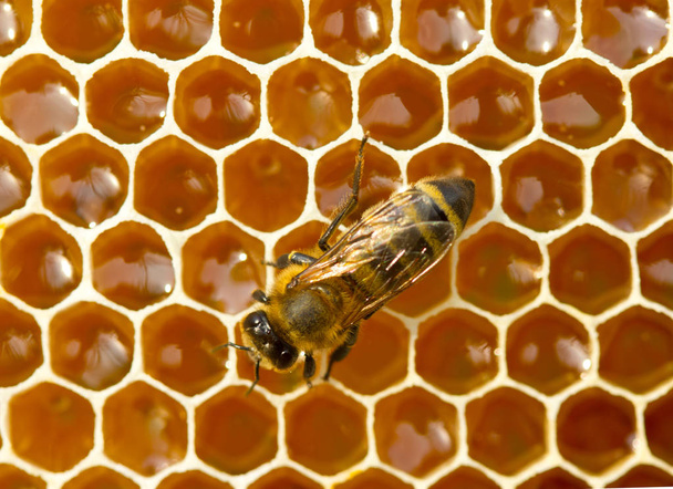 Uma abelha em favos de mel
 - Foto, Imagem