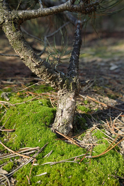 Kis vad bonsai fát az erdőben. A moha és a csapok a földre. Őszi napsütéses nap. - Fotó, kép