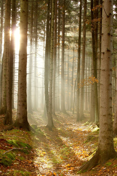 Хвойные леса на рассвете
 - Фото, изображение