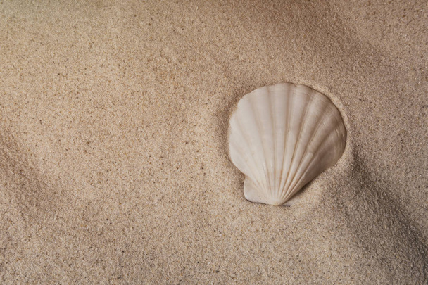 Seashell on sand, top view. Sea summer vacation background with  - Valokuva, kuva