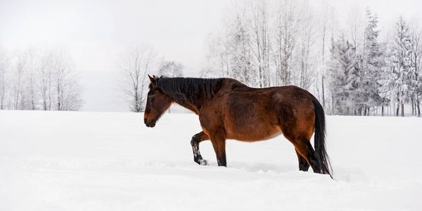 Dark brown horse walks on snow covered field in winter, blurred trees in background, view from side - Fotografie, Obrázek