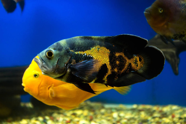 水槽のアストロノータス魚、優雅に水に浮かぶ - 写真・画像