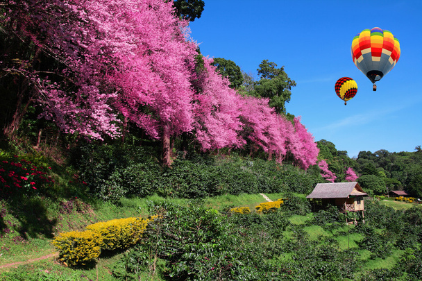 Hőlégballon és a Sakura pink virág, Chiangmai, Thaiföld - Fotó, kép