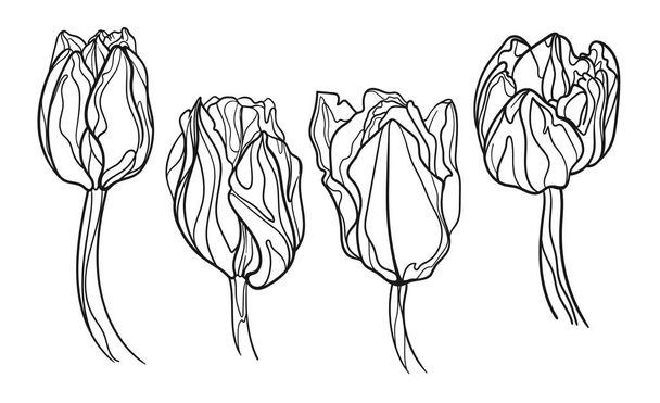 Four line art tulips flower. Little set - Vector, Image
