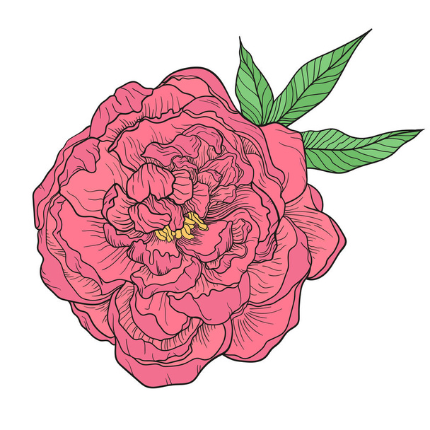 Egyszerű rózsaszín bazsarózsa virág. Kézzel rajzolt vázlat illusztrációja virágzó bazsarózsa. - Vektor, kép