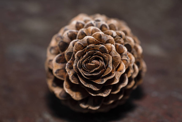 Cones. Cones in the form of roses. European larch. - Photo, Image