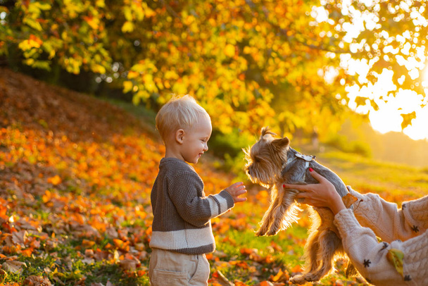 Child play with yorkshire terrier dog. Toddler boy enjoy autumn with dog friend. Small baby toddler on sunny autumn day walk with dog. Warmth and coziness. Happy childhood. Sweet childhood memories - Photo, Image