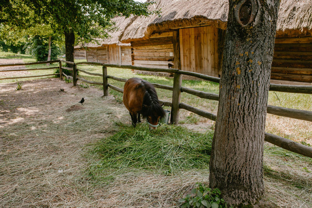 pony eats hay in the paddock - Photo, Image
