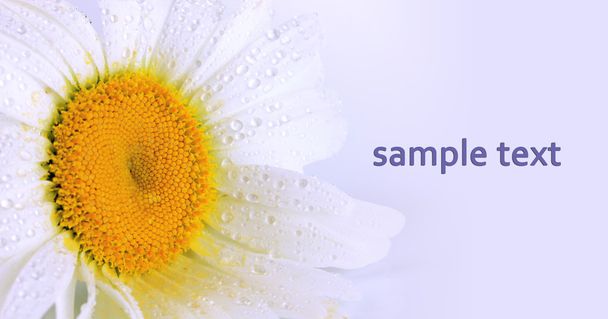 Wet chamomile close-up - 写真・画像