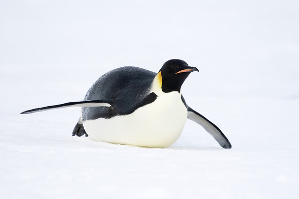Imperador Pinguim - Foto, Imagem