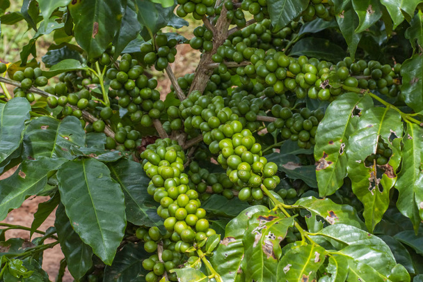 Koffie boom met groene koffiebonen op de tak in koffieboerderij. Groene koffiebonen op de tak. - Foto, afbeelding