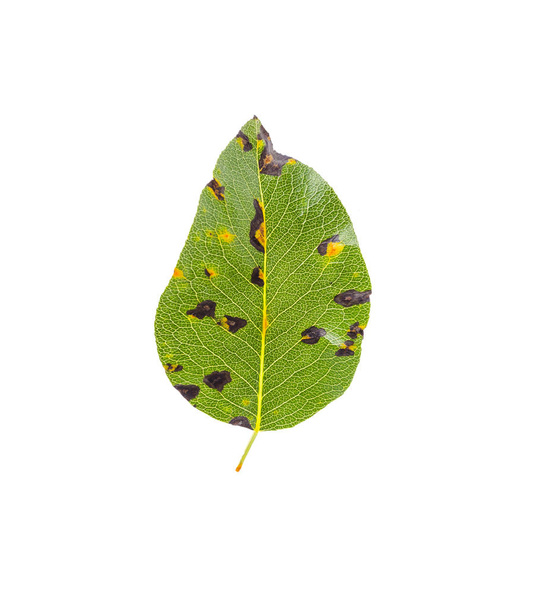 Rust on pear leaves, fruit plant disease.  - Photo, Image