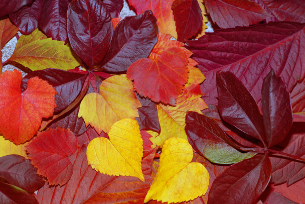 秋の葉の組成。木製の背景にスタジオショット。白い背景にカラフルな紅葉。紅葉の背景。クローズアップを残す. - 写真・画像