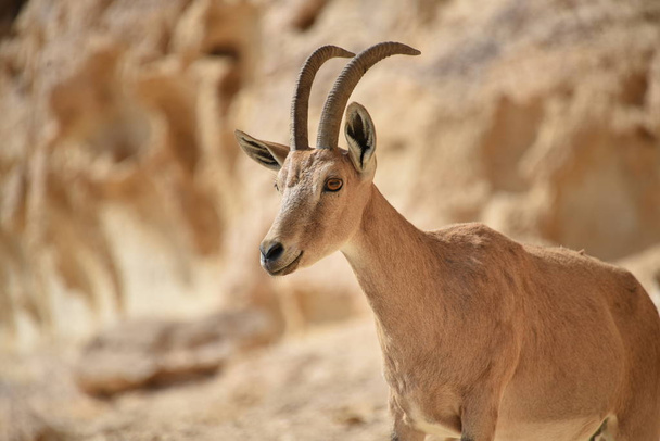 Chèvre de montagne dans le désert du Néguev
 - Photo, image