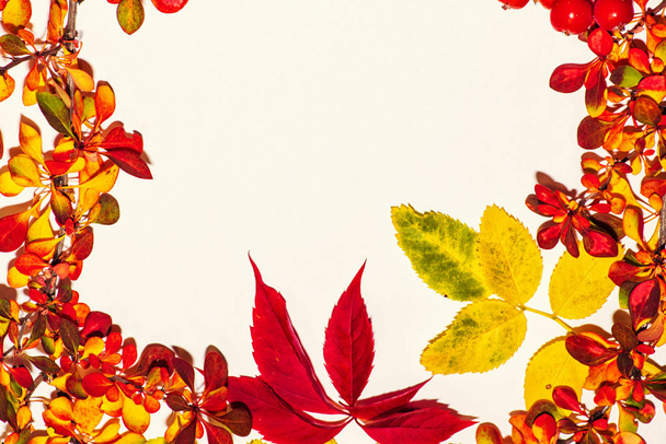 Осінній лист композиції. Студійний знімок на дерев'яному фоні. Барвисте осіннє листя на білому тлі. Тло осіннього листя. Листя крупним планом
. - Фото, зображення