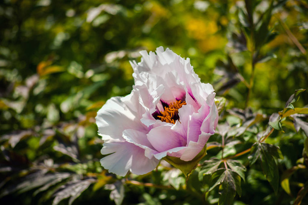 Valkoinen pioni Kukka Paeonia lactiflora (kiinalainen pioni tai yhteinen puutarha pioni
 - Valokuva, kuva