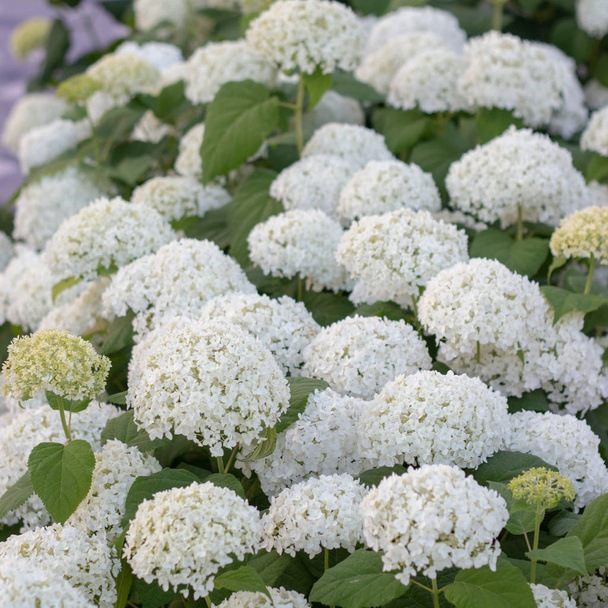 Біла гортензія цвіте в вечірньому літньому саду
 - Фото, зображення