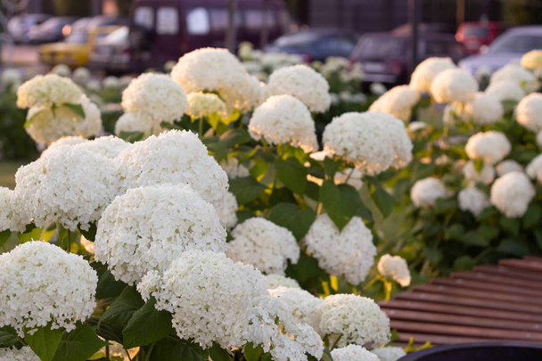 Biała Hortensja kwitnąca w wieczornym ogrodzie letnim - Zdjęcie, obraz