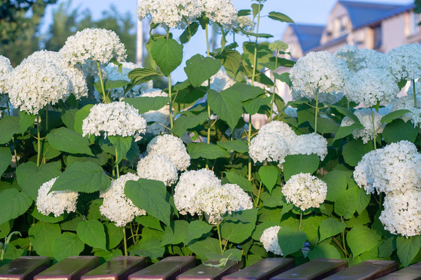 Beyaz ortanca akşam yaz bahçesinde çiçek lenme - Fotoğraf, Görsel